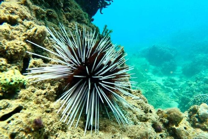 Cham Island Snorkeling Daily Group Tour, Sunbathing, nice beaches - Sunbathing on palm-fringed beaches: the part you’ll remember