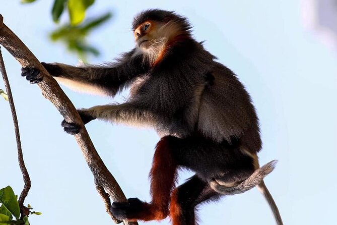 Endangered Monkeys Watching - Red Shanked Douc Langurs - Key Things You’ll Notice on This Douc Langur Tour