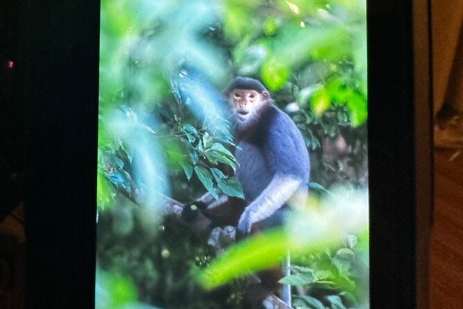 Endangered Monkeys Watching - Red Shanked Douc Langurs - First Stops That Help You Read the Terrain