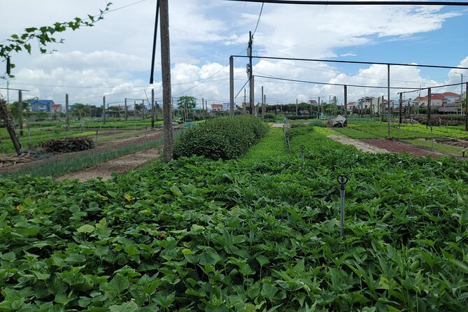 Explore Hoi An ancient town and local villages with a local guide - Tra Que Vegetable Village: see how the food gets made