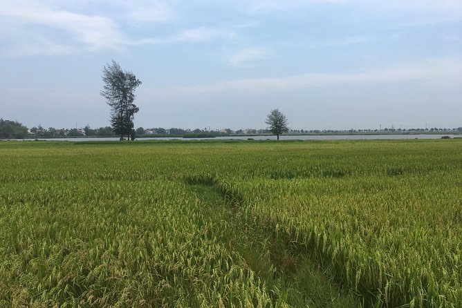 Hoi An countryside biking tour, water buffalo+ basket boat ride - Getting There and Back: Pickup Makes or Breaks the Day