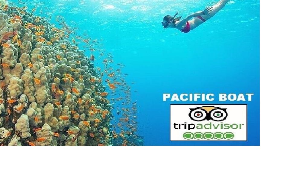 Hoi An/Da Nang: Snorkelling & Island-Hopping Speedboat Tour - Dai Island Snorkel: Soft Coral, Colorful Fish, and Good Equipment