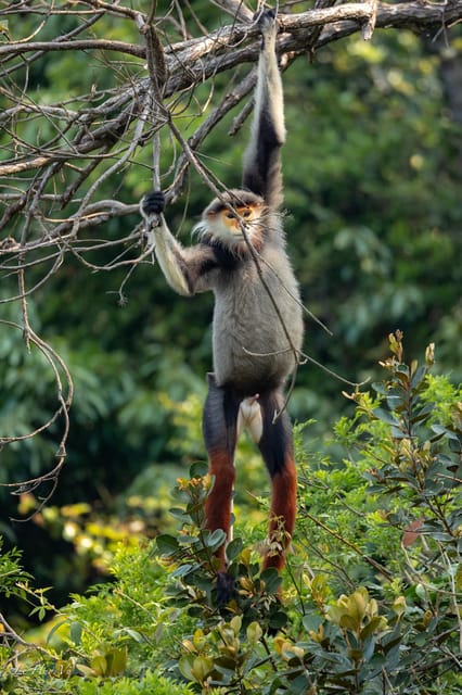 Safari - Finding the most endangered monkey in the World - The route and timing: what you’ll actually do in 2.5 hours