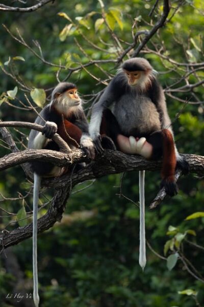 Safari - Finding the most endangered monkey in the World - How the guides increase your chances (and keep it ethical)