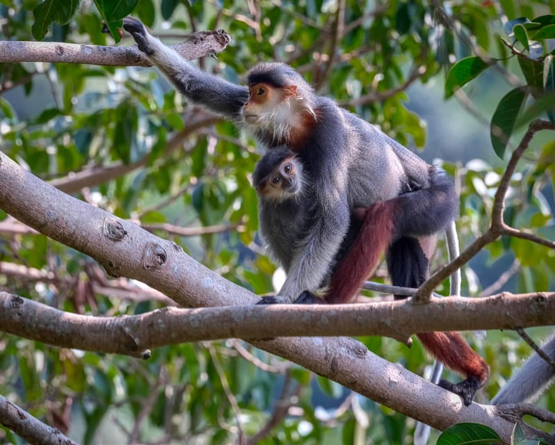 Safari - Finding the most endangered monkey in the World - FAQ