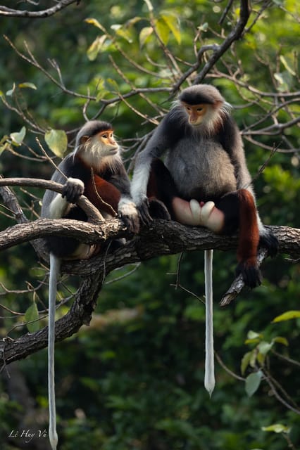 Safari - Finding the most endangered monkey in the World - How the guides increase your chances (and keep it ethical)