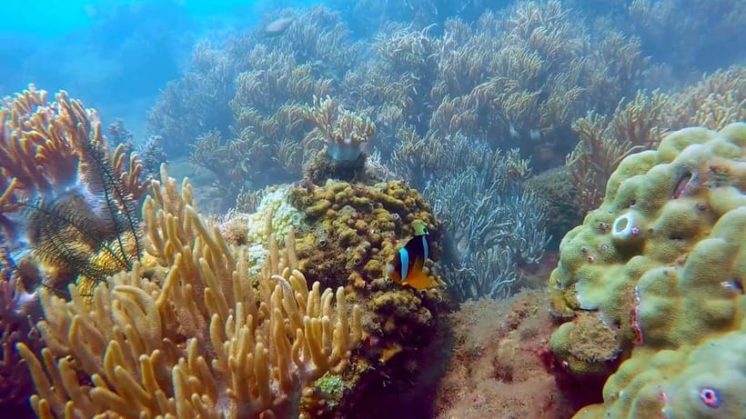 Visit Cham Islands & Snorkelling & Scuba Diving - Champa’s ancient well and Hai Tang Pagoda: more than a quick photo stop