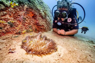 Visit Cham Islands & Snorkelling & Scuba Diving - Lang Island and the Marine Sanctuary: corals you can picture