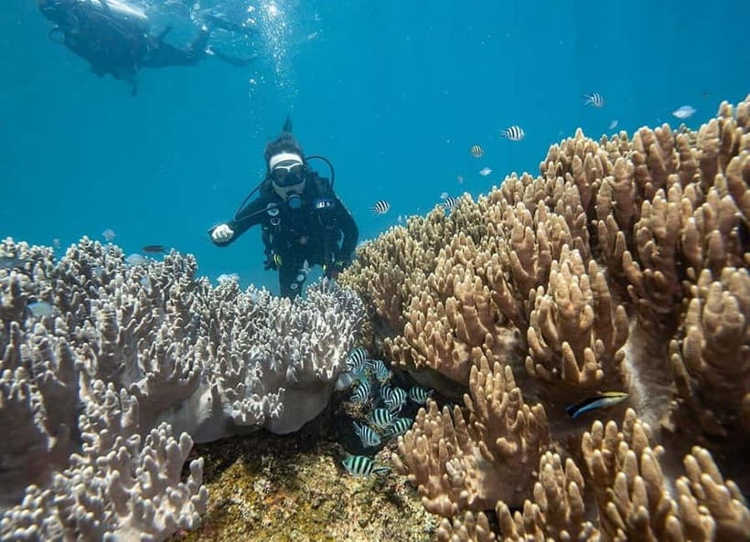 Visit Cham Islands & Snorkelling & Scuba Diving - How to pick the right version of this day