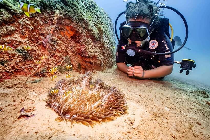 Visit Cham Islands & Snorkelling & Scuba Diving - Lang Island and the Marine Sanctuary: corals you can picture